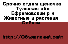 Срочно отдам щеночка  - Тульская обл., Ефремовский р-н Животные и растения » Собаки   